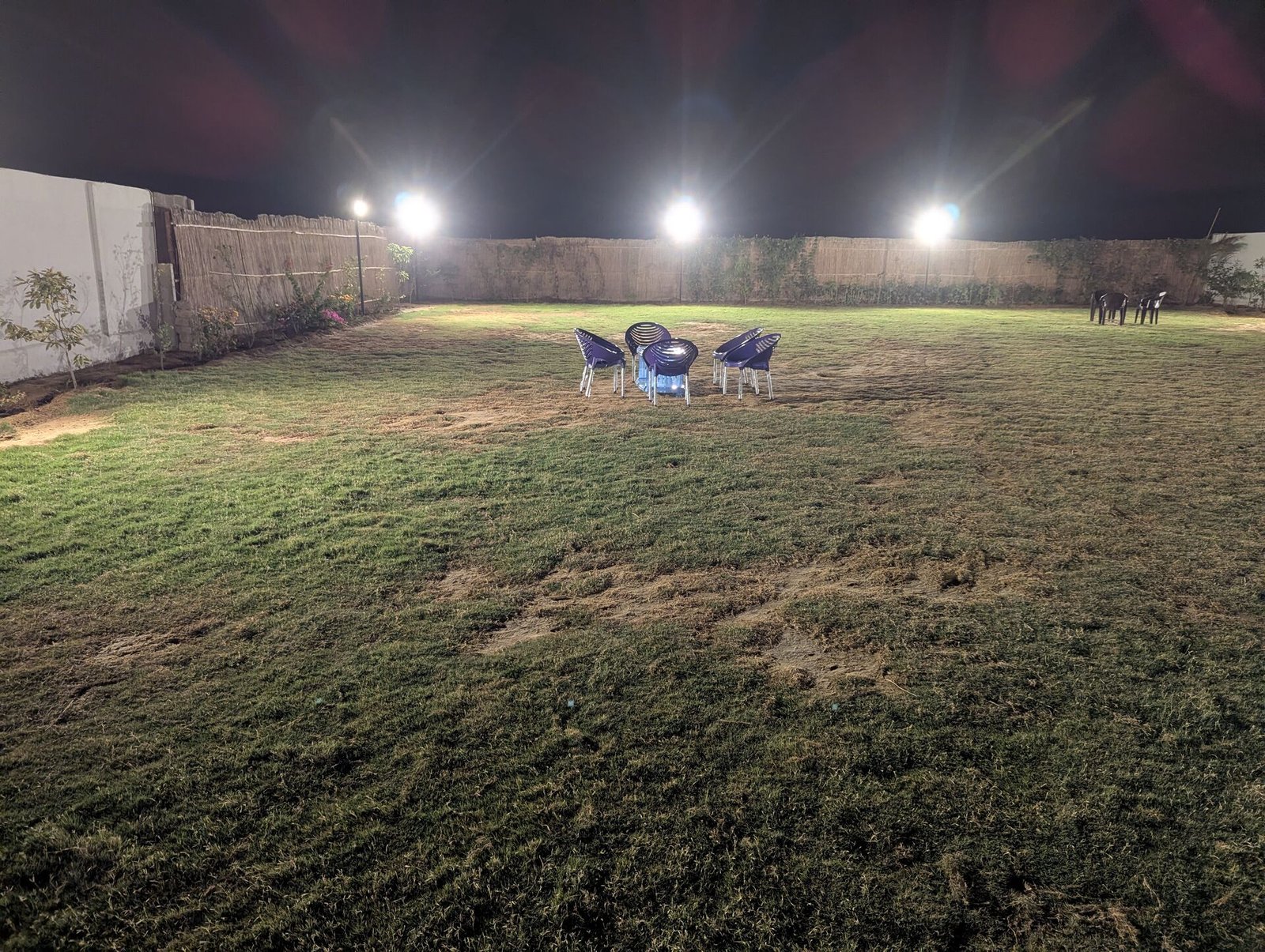 Lawn and Palms